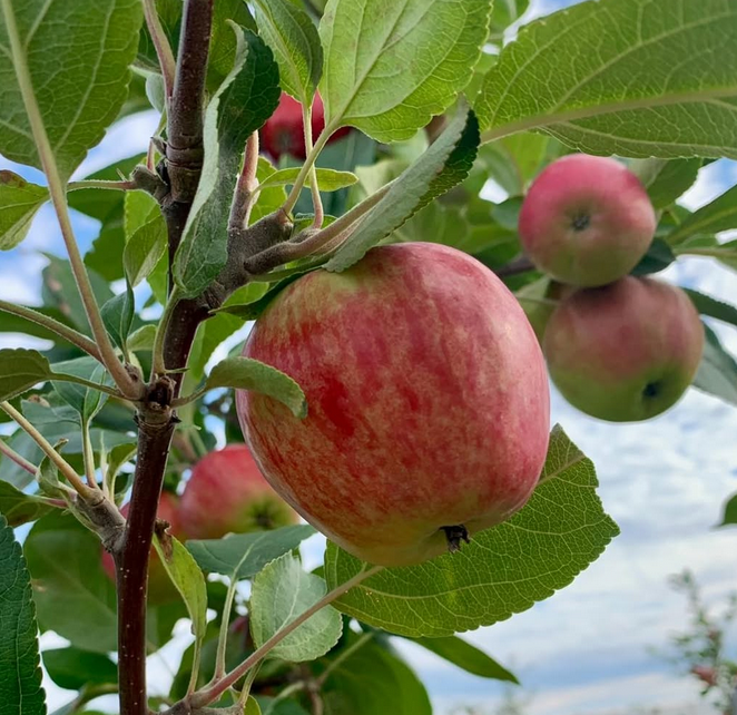 Pommes Rouville BIO - Verger Api-Pomme